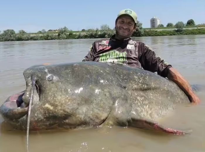 Tangkap Lele Raksasa Sepanjang 2,8 Meter, Pemancing Italia Pecahkan Rekor Dunia