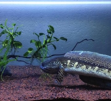 Ikan Channa, di Indonesia Jadi Ikan Gabus Hias Populer, di Amerika Malah Dibunuh