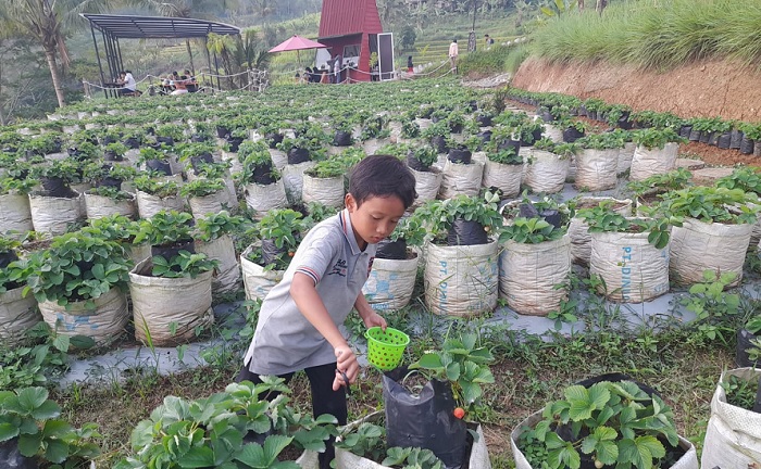 Lembah Sunset Kalimanggis, Sensasi Petik Stroberi dan Pesona Alam pada Sore Hari