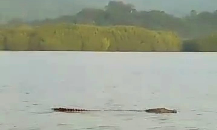 Buaya Sepanjang 4 Meter Berkeliaran Dekat Permukiman Teluk Pandan