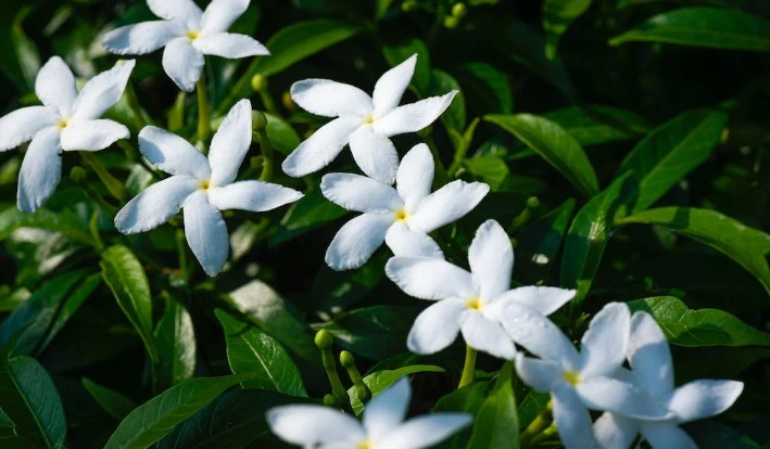 Aromanya yang Khas dan Kuat, Benarkah Harum Bunga Cananga Bisa Meningkatkan Libidio dan Gairah Bercinta