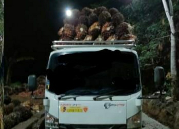 Seorang Plasma Perkebunan Sawit PT Bumi Waras Jual Panennya ke Sumsel