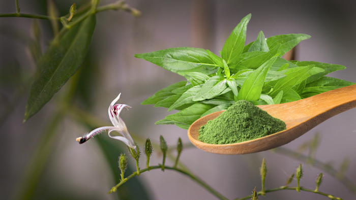 Ragam Manfaat Kesehatan Sambiloto: Si Raja Pahit yang Mampu Usir Berbagai Penyakit