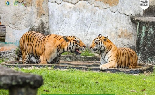 Taman Margasatwa Ragunan Tetap Buka di Hari Raya Idul Adha, ini Cara Beli dan Harga Tikernya