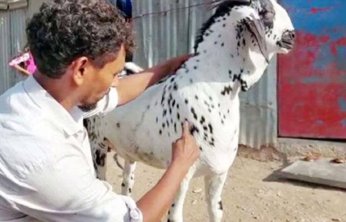 Sudah Ditawar Rp3 Miliar, Kambing Kurban Berlafadzkan Allah dan Muhammad ini Malah Mati Mendadak 