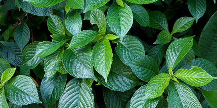 10 Manfaat Kesehatan Daun Pecah Beling atau Keji Beling, dan Cara Menggunakannya