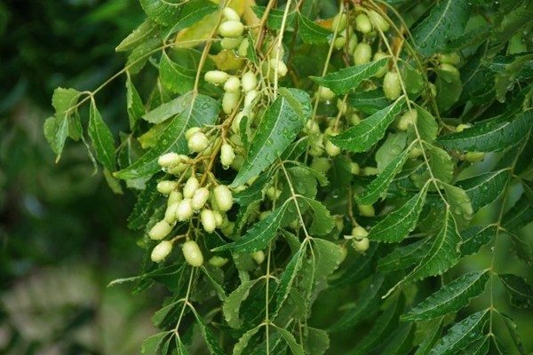 7 Manfaat Daun Mimba untuk Kesehatan, Mulai dari Mencegah Kanker Hingga Atasi Ketombe 