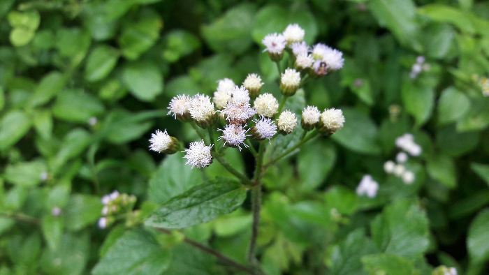 Mengenal Rumput Bandotan, Gulma Pertanian yang Memiliki Beragam Manfaat Kesehatan