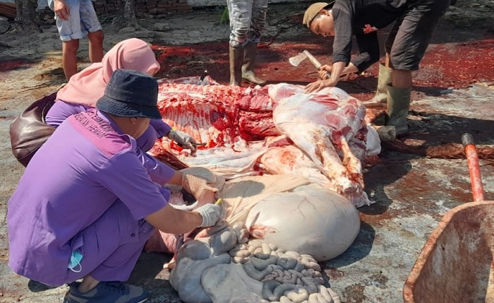 31 Kasus Cacing Hati dan 3 Kasus Radang Paru-paru Hewan Kurban Ditemukan di Kendal