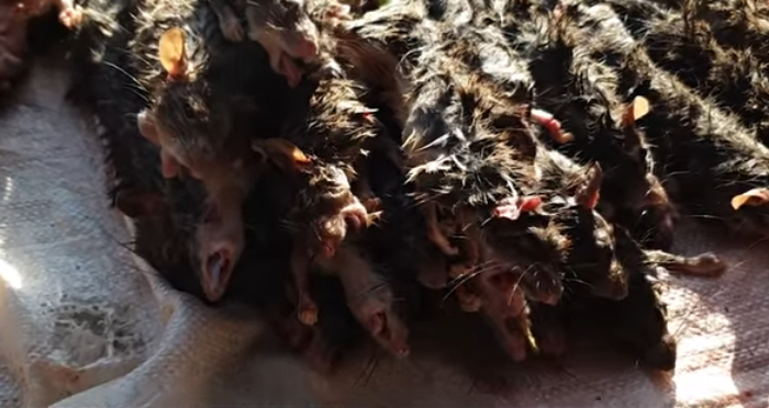 Dari Otak Monyet Hingga Tikus Panggang, Berikut Ini Daftar Kuliner Ekstrim yang Ada di Indonesia