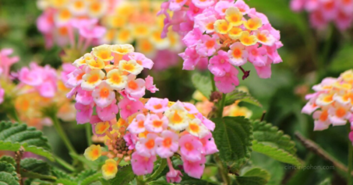 Tak Hanya Cantik Menghiasi Taman, Tanaman Tembelekan Juga Ampuh Obati Berbagai Penyakit