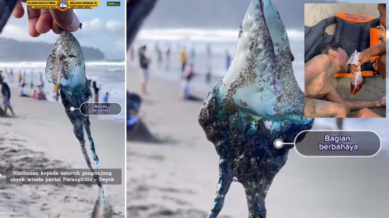 Awas Sengatan Ubur-ubur di Pantai Selatan Pulau Jawa, Seorang Anak Meronta-ronta Kesakitan di Pantai Parangtritis