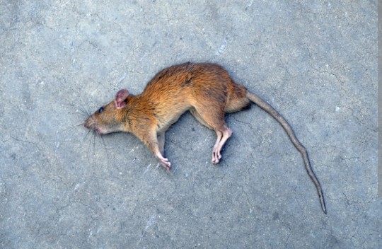 8 Bahan Alami Pengusir Bau Bangkai Tikus di Rumah, Mudah Ditemui 