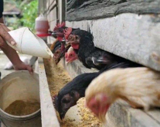 Ayam Potong Tembus Rp 90 Ribu/Ekor di Jakarta