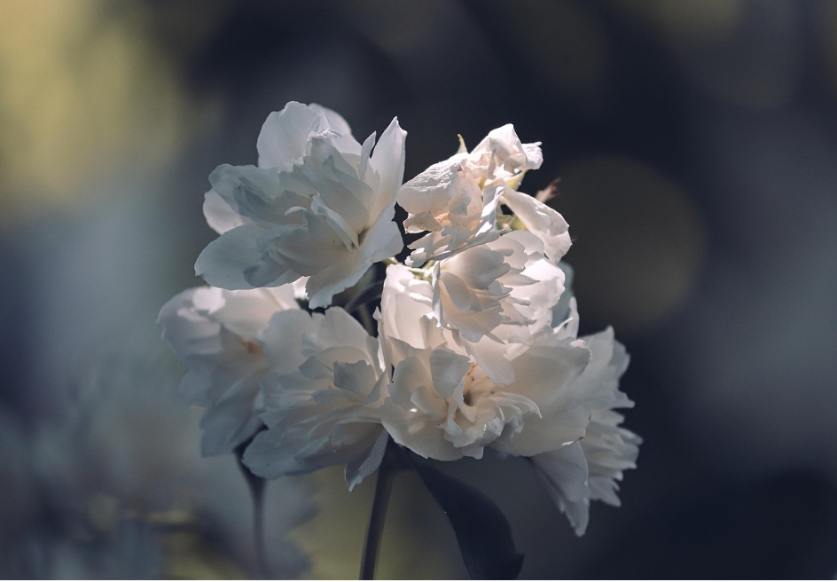 Tak Sekadar Tanaman Hias, ini 5 Manfaat Minyak Esensial Bunga Melati