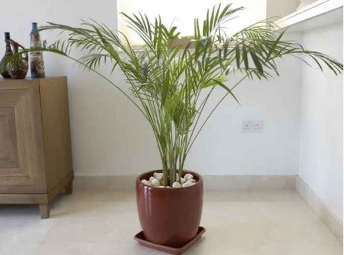 Mau Dekorasi Rumah? 10 Jenis Tanaman Hias Ini Bagus Loh untuk Mempercantik Ruangan