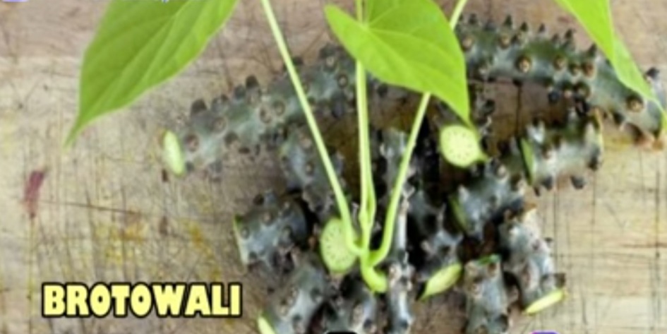 Kaya Kandungan Nutrisi, Berikut Beragam Manfaat Kesehatan Brotowali yang Wajib Anda Ketahui