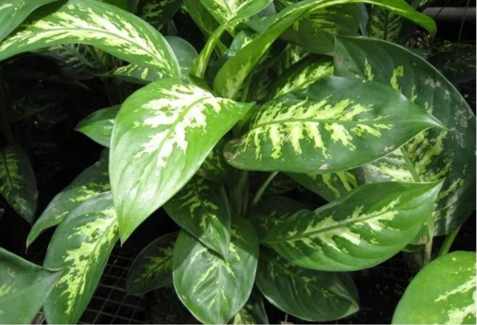 Ada yang Beracun, Jangan Letakkan Tanaman Hias Berikut di Dalam Rumah Anda Yah