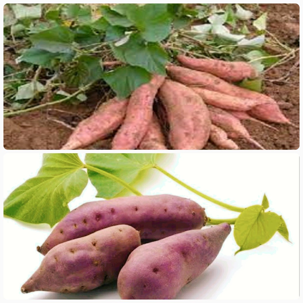 Jangan Dipandang Sebelah Mata, Berikut Ini Manfaat Ubi Jalar untuk Kesehatan Tubuh Anda