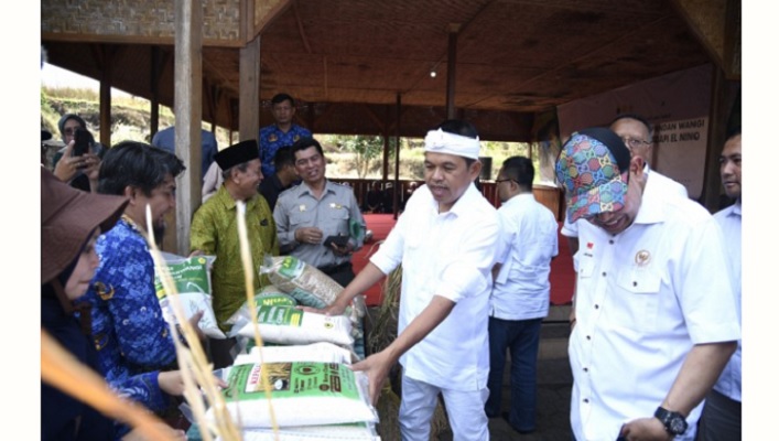 Muncul Beras Pandan Wangi Palsu, Kini Harga Jual Anjlok dan Minat Petani Menanam Menurun