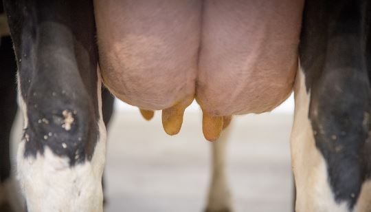 Minum Susu Sapi Tidak Selalu Baik, Ternyata Ada Negatifnya, Nah Lho?