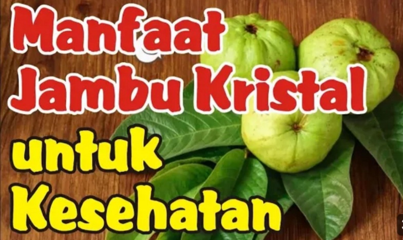 Beda dengan Jambu Biji Biasa, Berikut Kandungan Nutrisi dan Manfaat Jambu Kristal untuk Kesehatan Anda