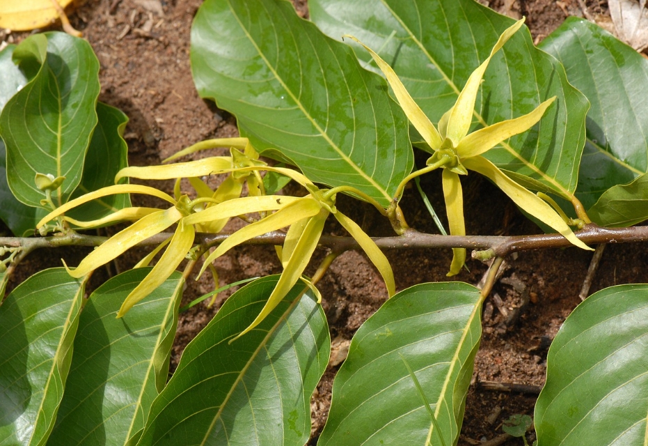 Bunga ylang ylang 