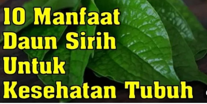 Tak Hanya untuk Organ Kewanitaan, Berikut 10 Manfaat Daun Sirih yang Baik untuk Kesehatan