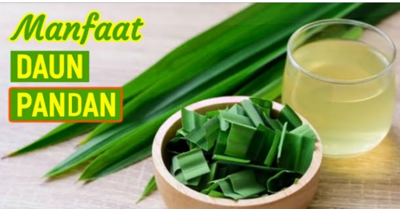 Menetralkan Racun Hingga Cegah Kanker, Berikut Manfaat Daun Pandan Sebagai Obat-obatan Herbal