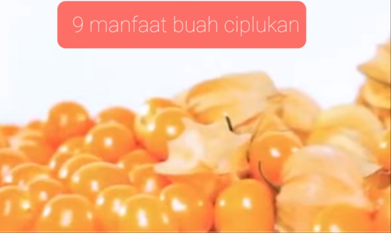 Ciplukan, Tomat Super Mini yang Mampu Atasi Penyakit Kanker Hingga Menjaga Kesehatan Hati