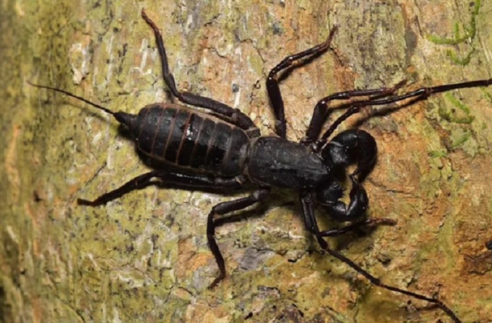 Namanya Ketonggeng, Binatang Mirip Kalajengking Ini Berbahayakah?