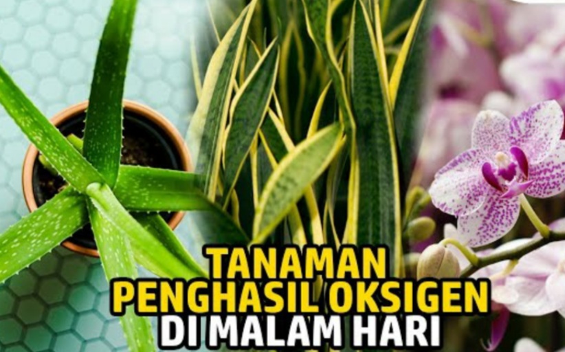 5 Jenis Tanaman Hias yang Cocok untuk Mempercantik dan Menyegarkan Udara di Kamar Tidur  Anda