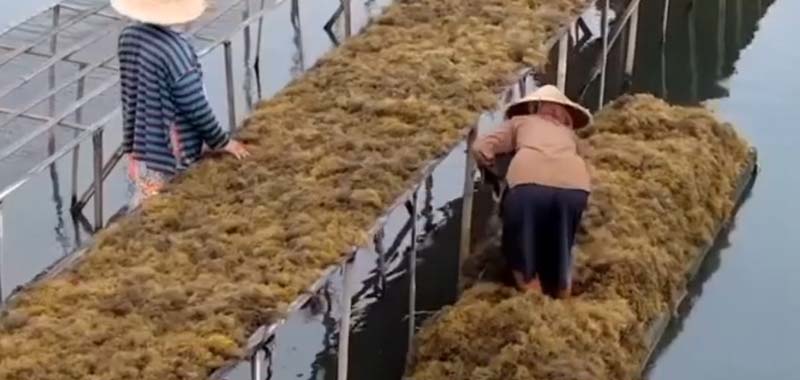 Gubernur Jelaskan Budidaya Rumput Laut di Tambak Metode Tumpang Sari Bisa Hasilkan Ratusan Juta