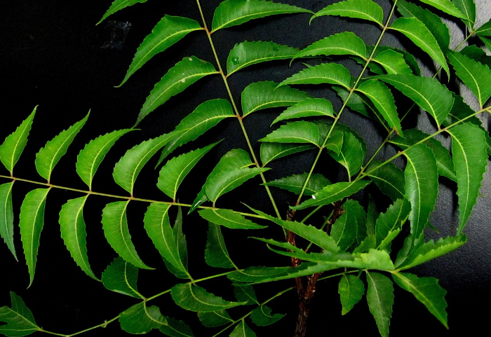 Bisa Cegah Glaukoma, Berikut 10 Manfaat Daun Mimba yang Sangat Baik untuk Kesehatan Mata Anda