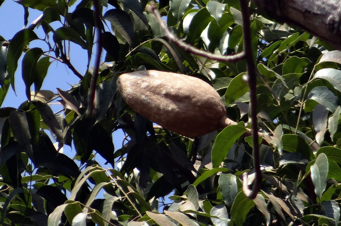 10 Manfaat Biji Mahoni, Obat Alternatif untuk Diabetes yang Juga Bisa Atasi Disfungsi Ereksi