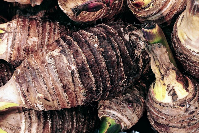Selain Gurih dan Enak Dikonsumsi, Ada 8 Manfaat Kesehatan Makan Talas
