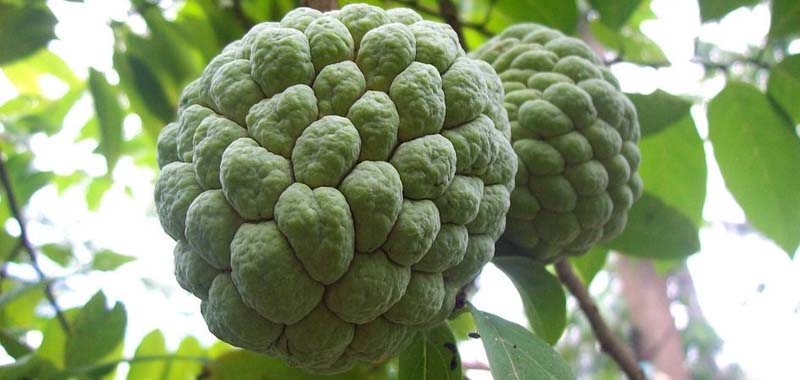 Manfaat Srikaya Sebagai Bahan Pestisida Nabati, yang Ramah Lingkungan