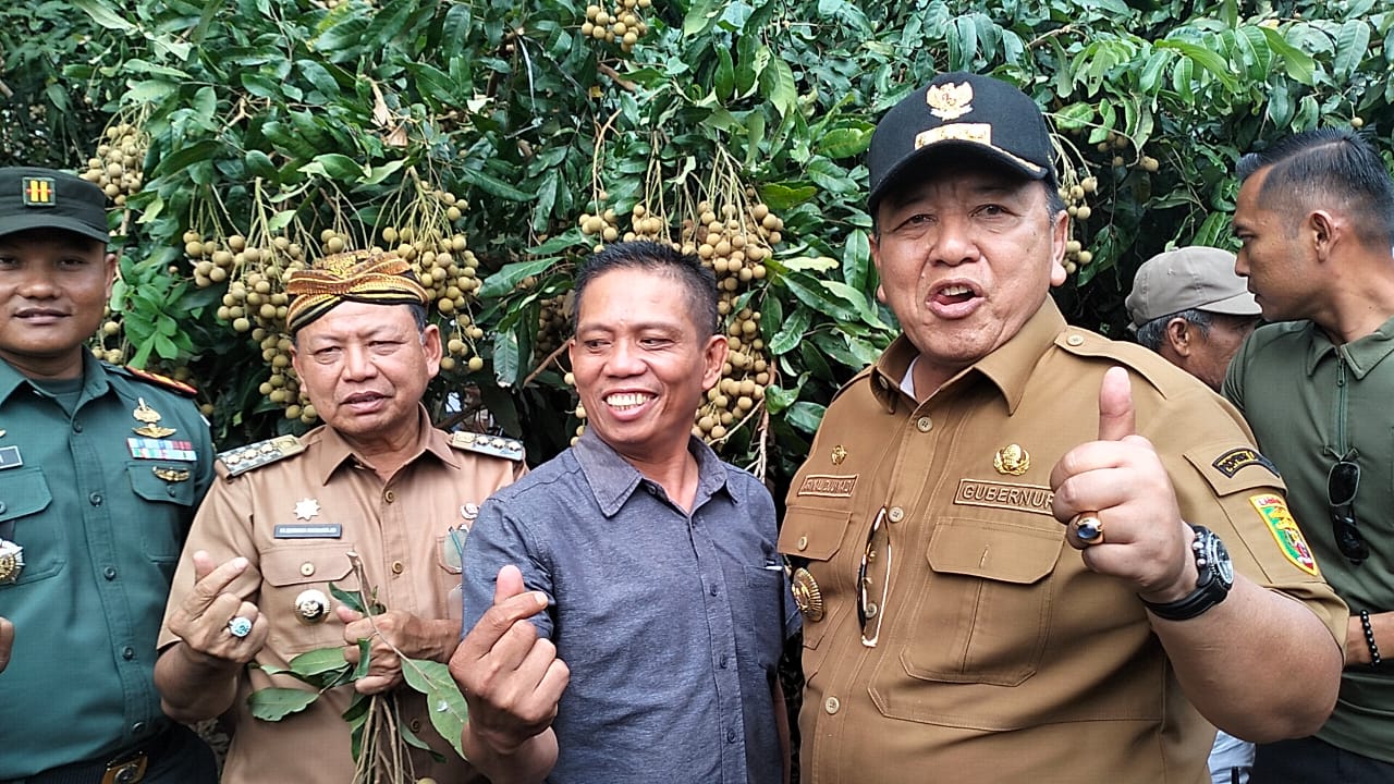 Didamping Bupati Dawam, Gubernur Arinal Panen Raya Kelengkeng