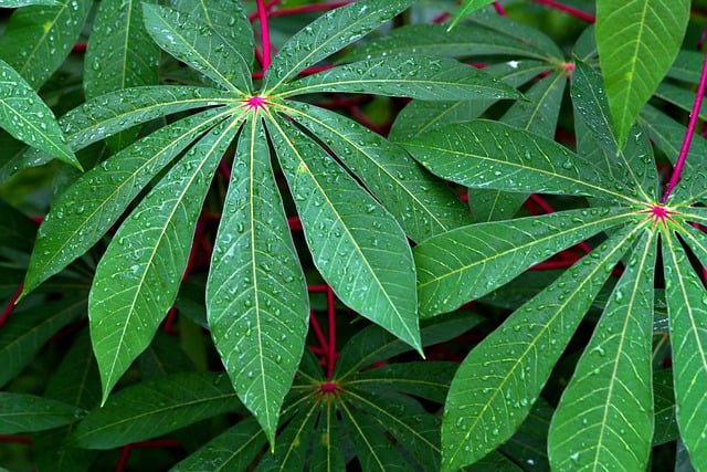Jangan Anggap Remeh Daun Singkong, Berikut 8 Manfaat Kesehatan Jika Anda Mengonsumsinya