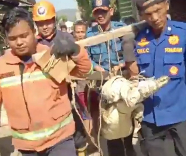 Buaya Muara 2 Meter Terjebak Jaring Payang di Lempasing