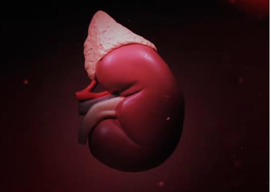 Hindari Gaya Hidup Ini Sebelum Terlambat, Ternyata 5 Kebiasaan Berikut Dapat Merusak Ginjal