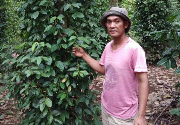 Petani Akan Babat Habis Tanaman Lada, Ganti yang Menguntungkan