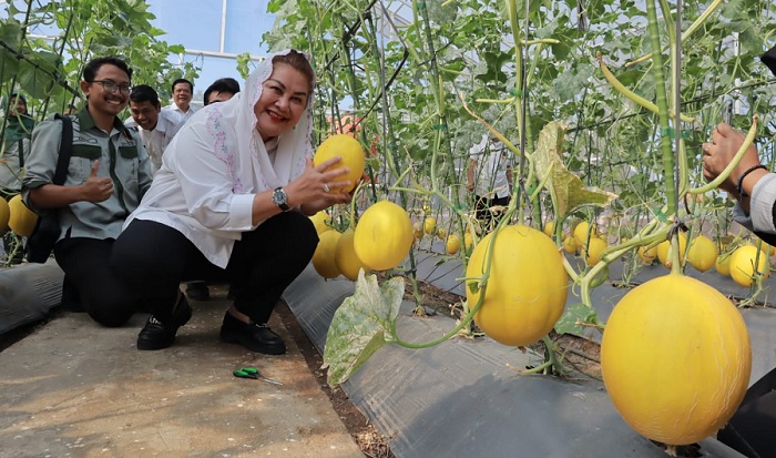 Pimpin Panen Melon di Purwosari, Mbak Ita Gelorakan Semangat Ayo Nandur