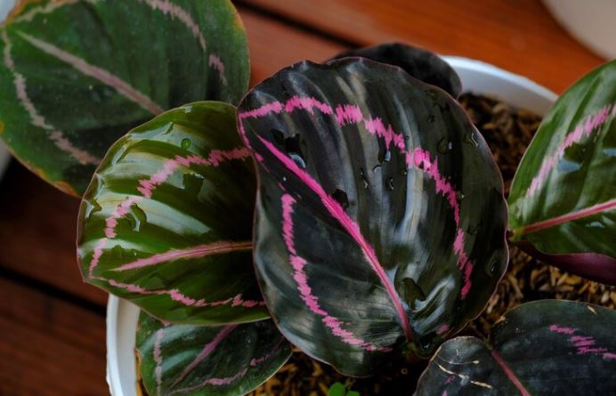 Mengenal Calathea Tanaman Hias yang Mendapat Julukan Tanaman Do’a