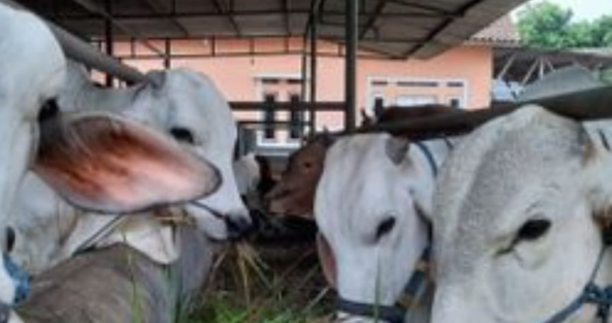 Dari 11 Sapi Bantuan, Sisa 5 Sapi Kelompok Tani Margomulyo Mesuji
