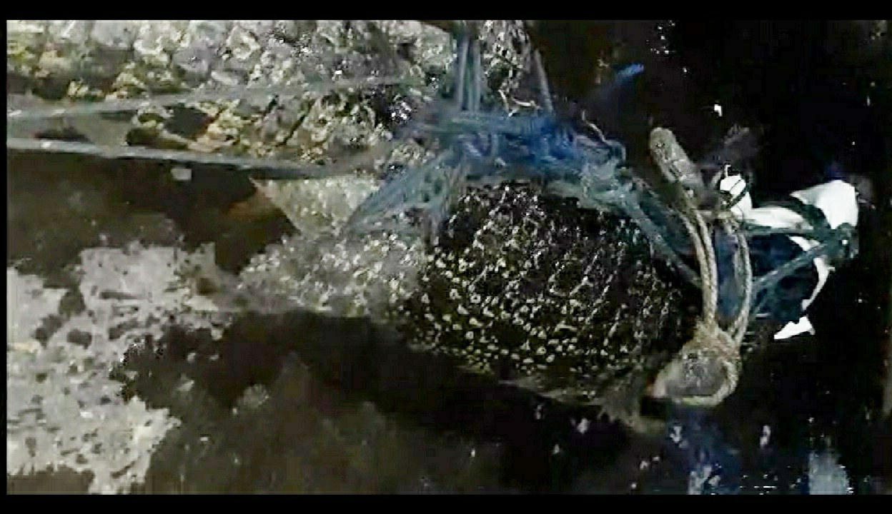 Buaya 3 Meter Dievakuasi Damkarmat dan Warga Sukaraja, Bumiwaras