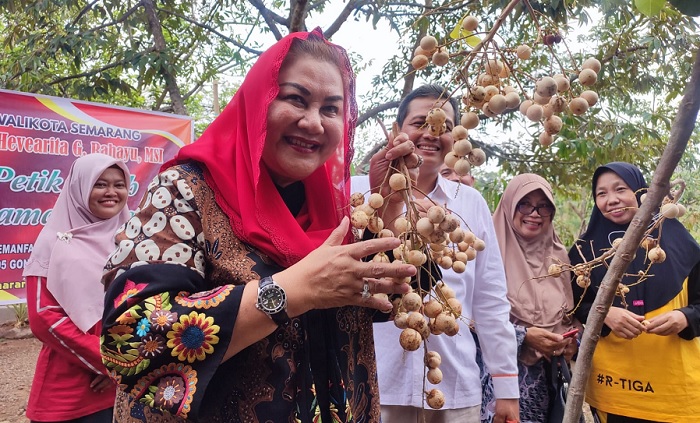 Mbak Ita Panen Kelengkeng Hawai, Ternyata Belum Banyak Orang Tahu Ciri Buahnya