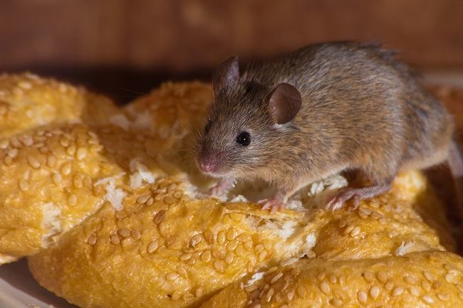 Memasuki Musim Hujan, Masyarakat Diminta Waspadai Penyakit Leptospirosis 