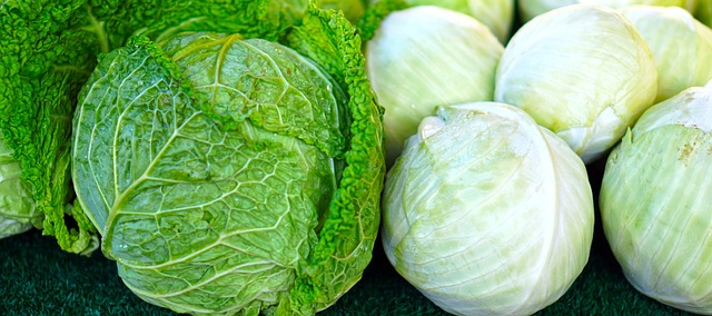 Dapat Menyehatkan Saluran Pencernaan hingga Mencegah Kanker, Berikut 9 Manfaat Penting Sayur Kol bagi Kesehatan