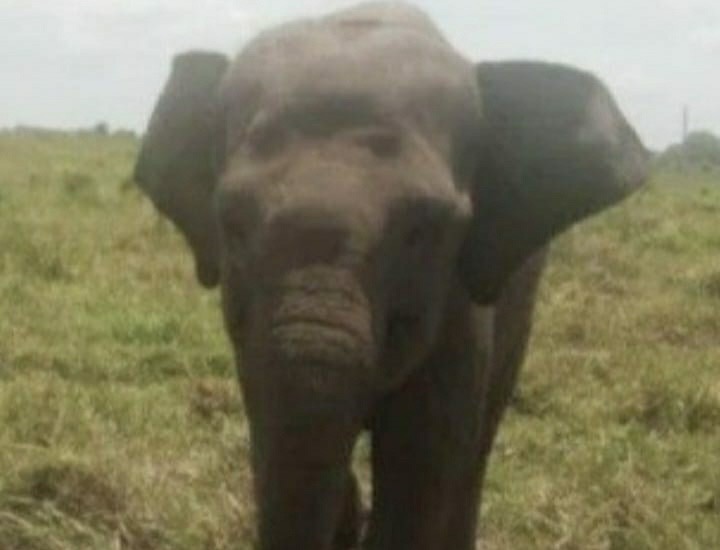 Mati Gajah Bernama Dugol di TNWK